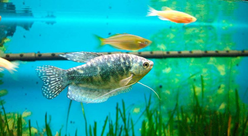 Рыба в аквариуме ночью