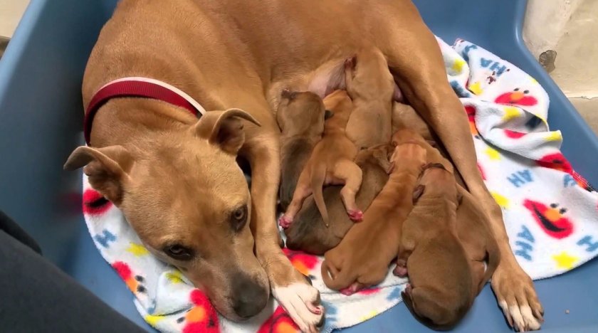 Американский стаффордширский терьер