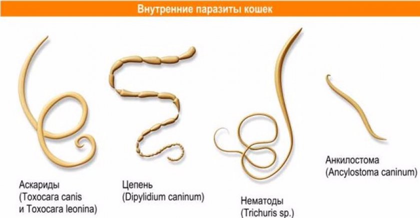 Внутренние паразиты кошек