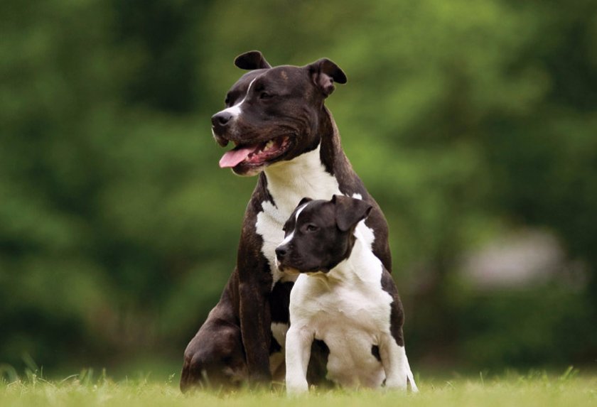 Американский стаффордширский терьер