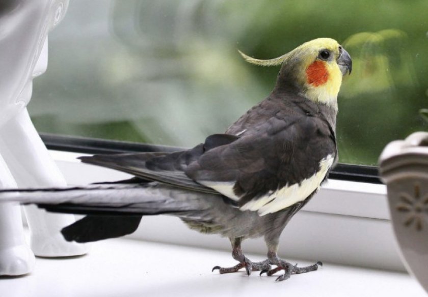 Попугай корелла