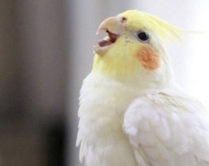 Попугай корелла