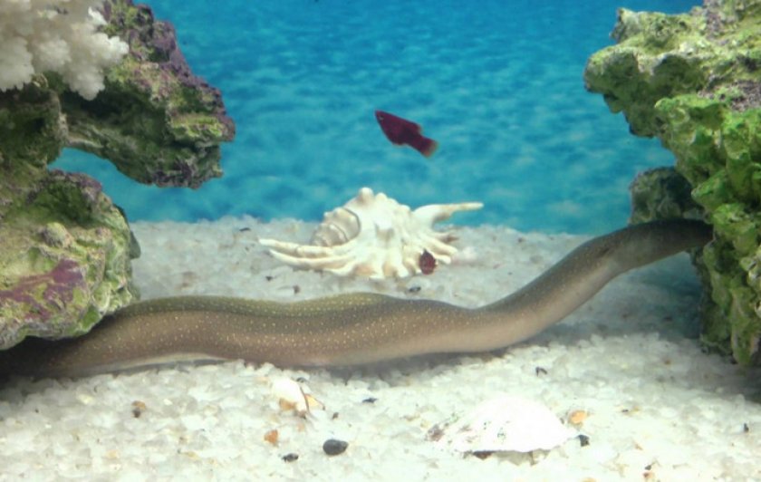 Мурена пресноводная