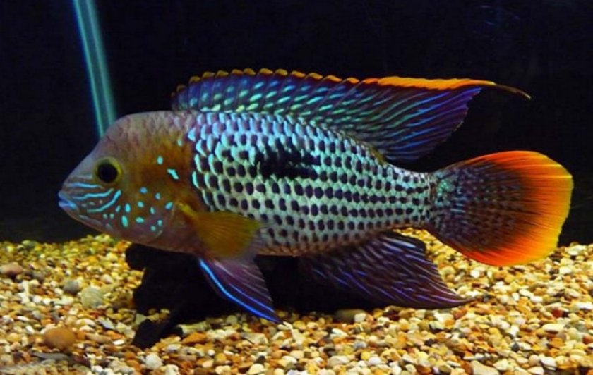 Бирюзовая акара