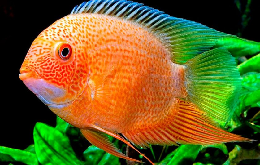 Цихлазомы северум