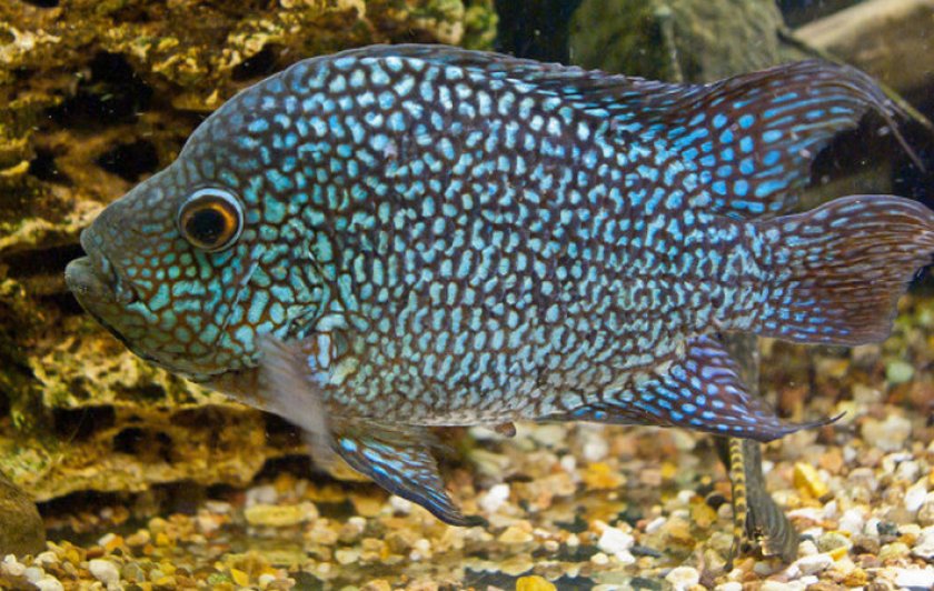 Жемчужная цихлазома