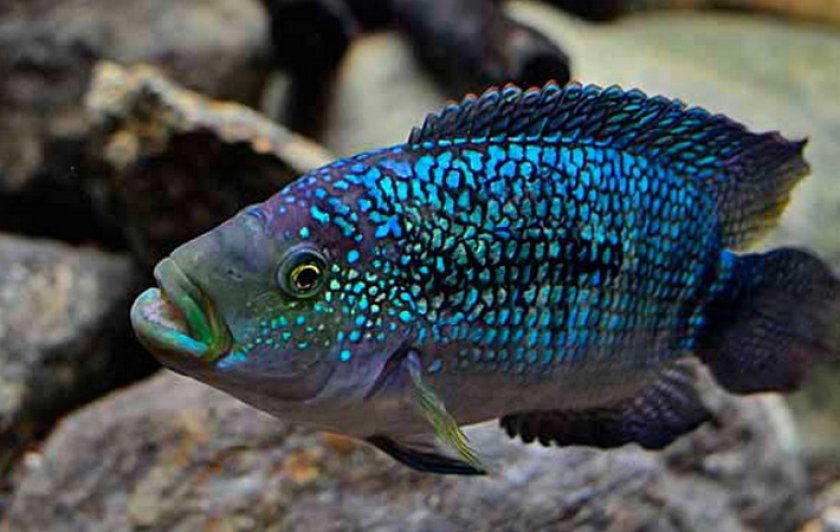 Цихлазома пчёлка