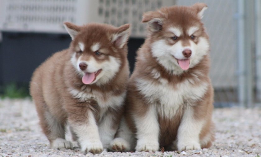 Щенки маламута