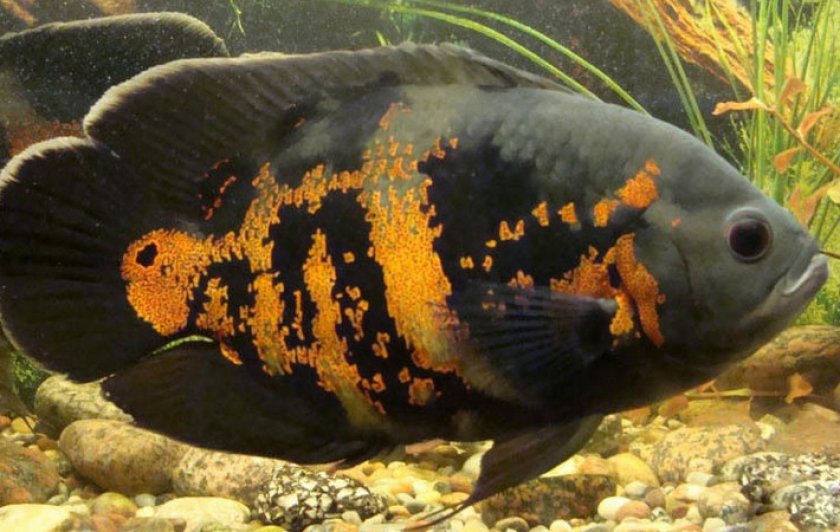 Астронотус оскар