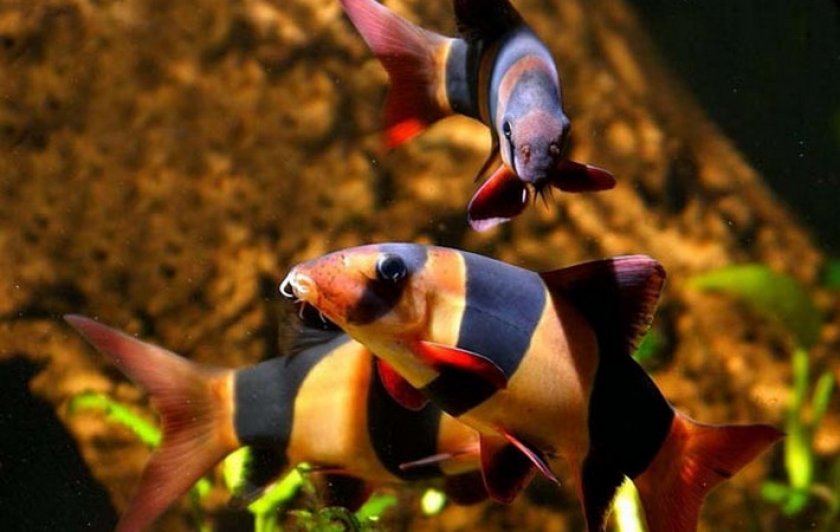 Боция клоун