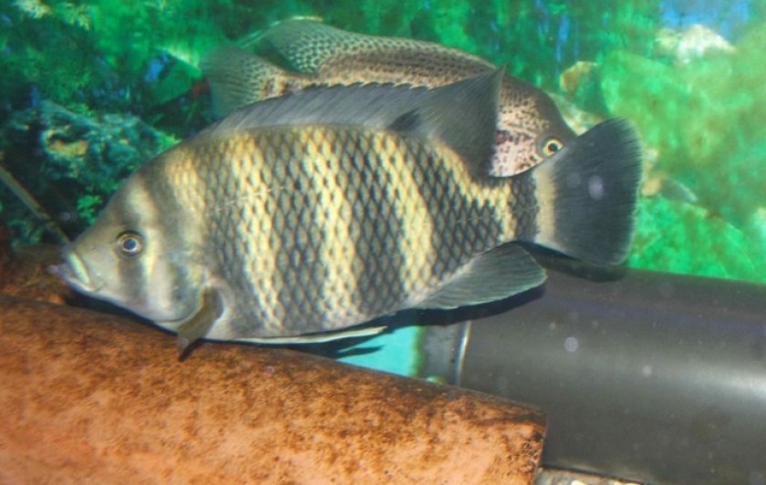 Тиляпии Буттикофера