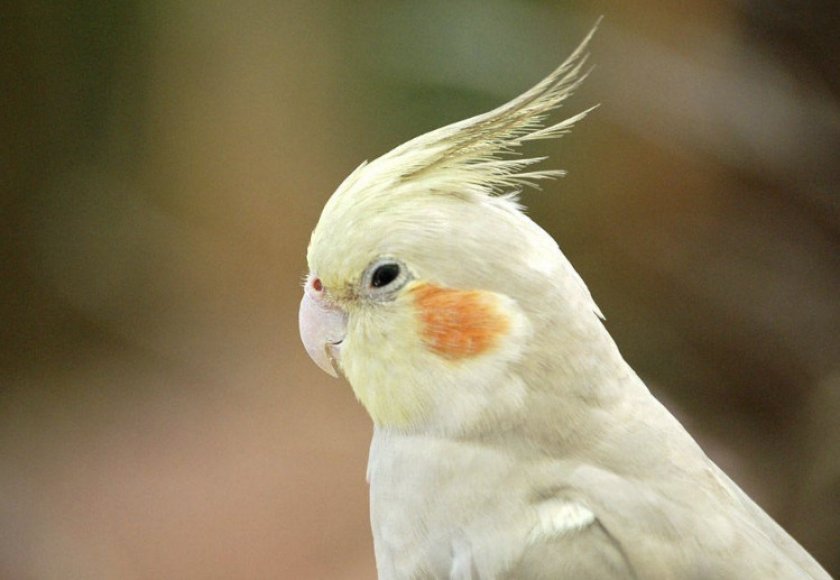 Голова попугая кореллы