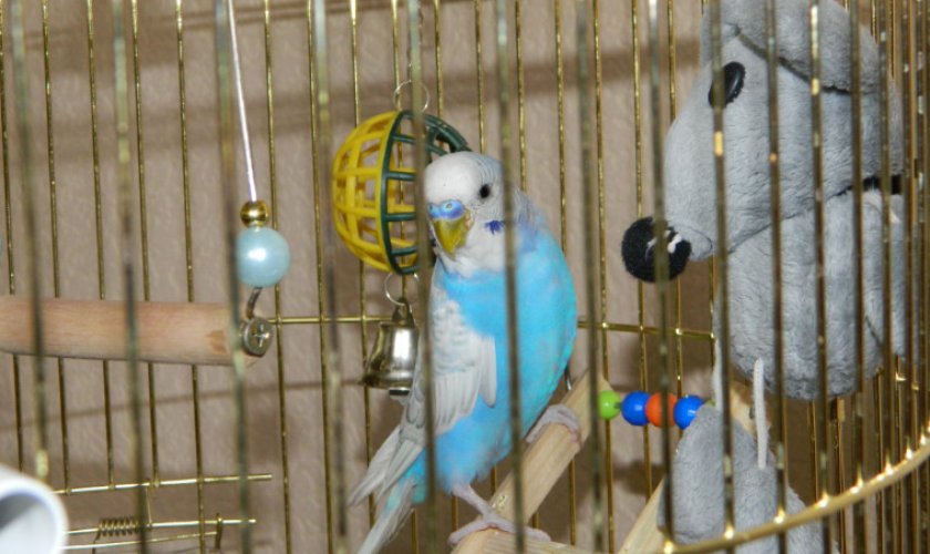 Игрушка для попугая