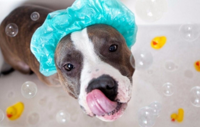 Американский стаффордширский терьер Американский стаффордширский терьер