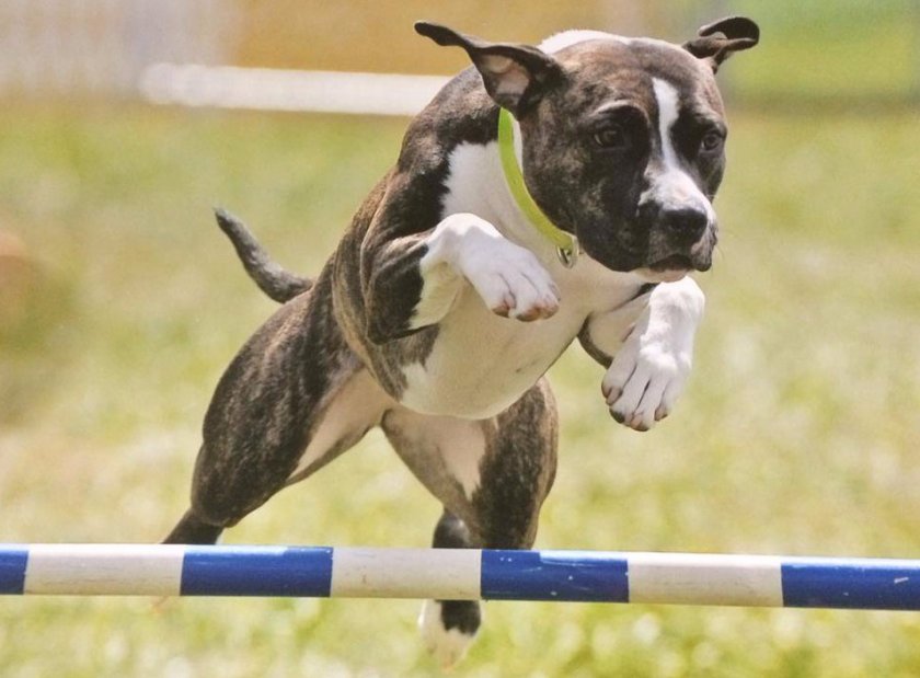 Американский стаффордширский терьер Американский стаффордширский терьер