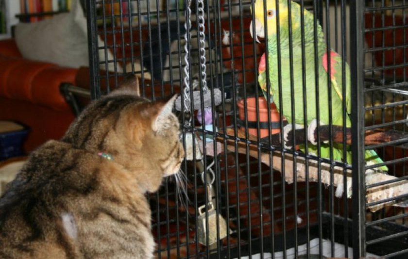 Кошка и попугай