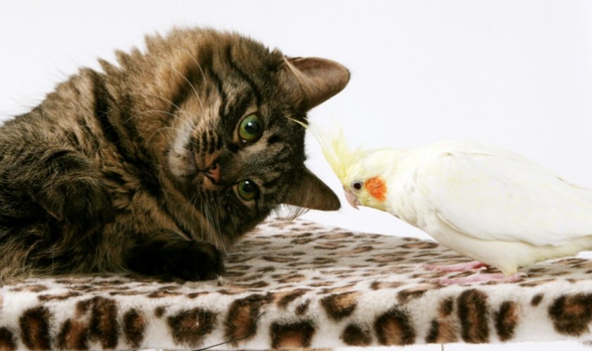 Кошка и попугай