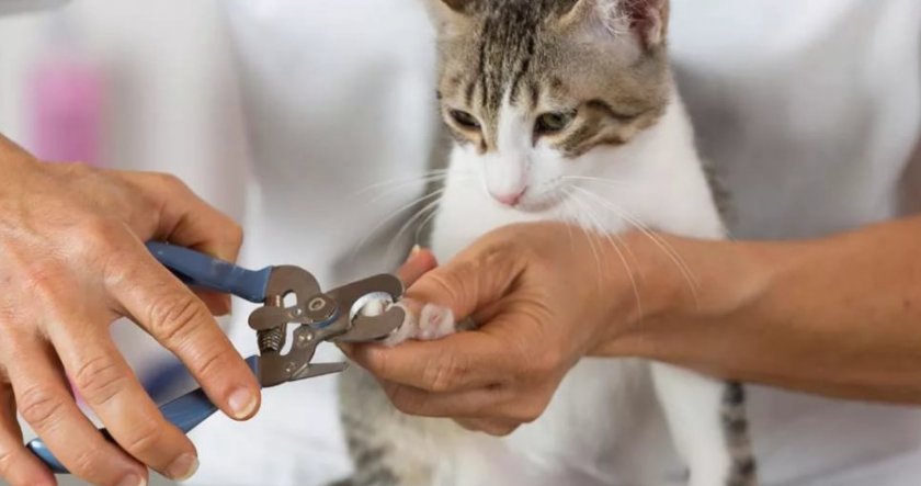 Обрезка когтей