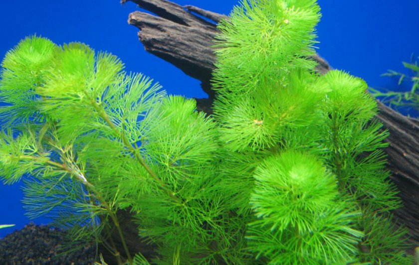 Каролинская