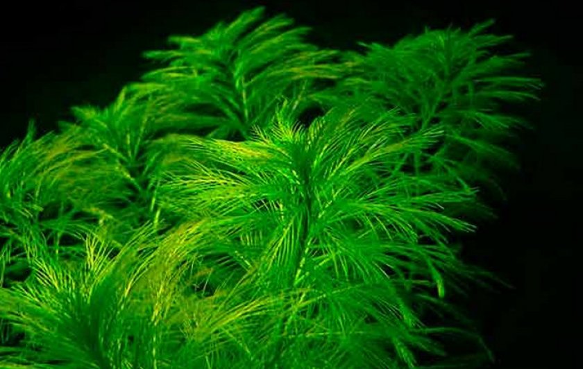 Спиральнолистная