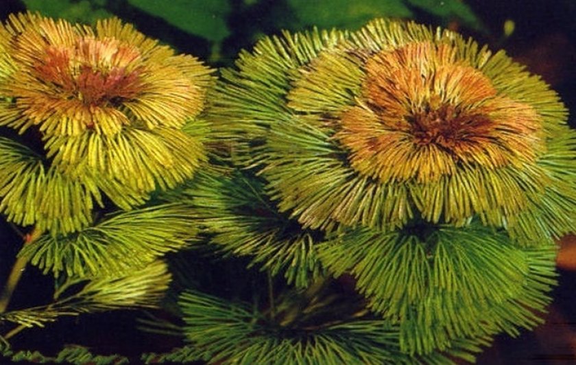 Прекраснейшая