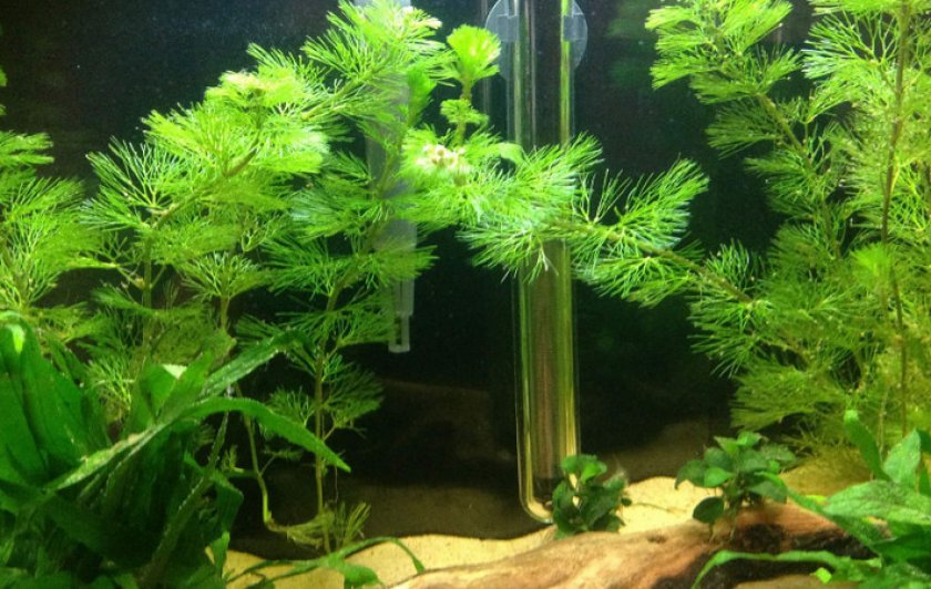 Кабомба Кабомба