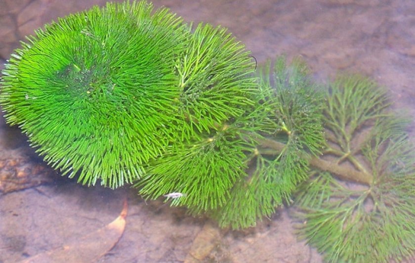 Кабомба Кабомба