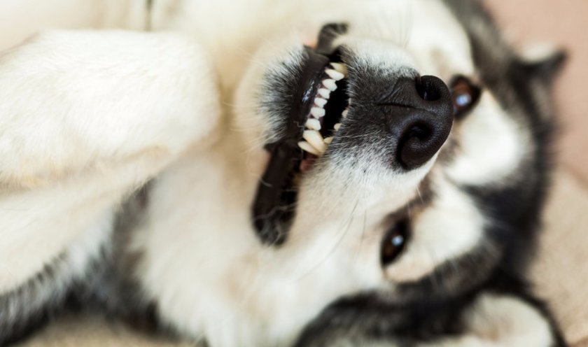 Аляскинский маламут