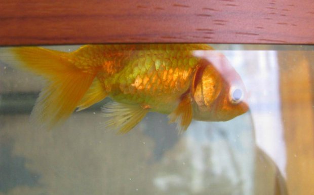 Больная золотая рыбка