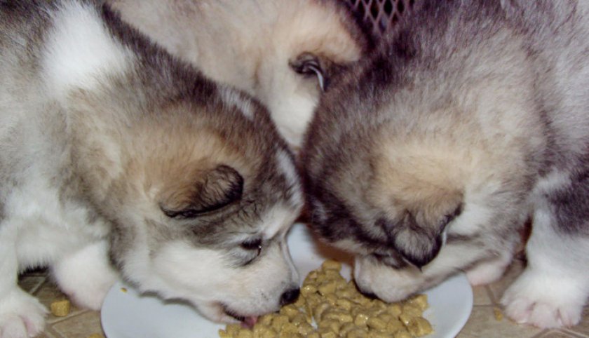 Корм для малышей маламута