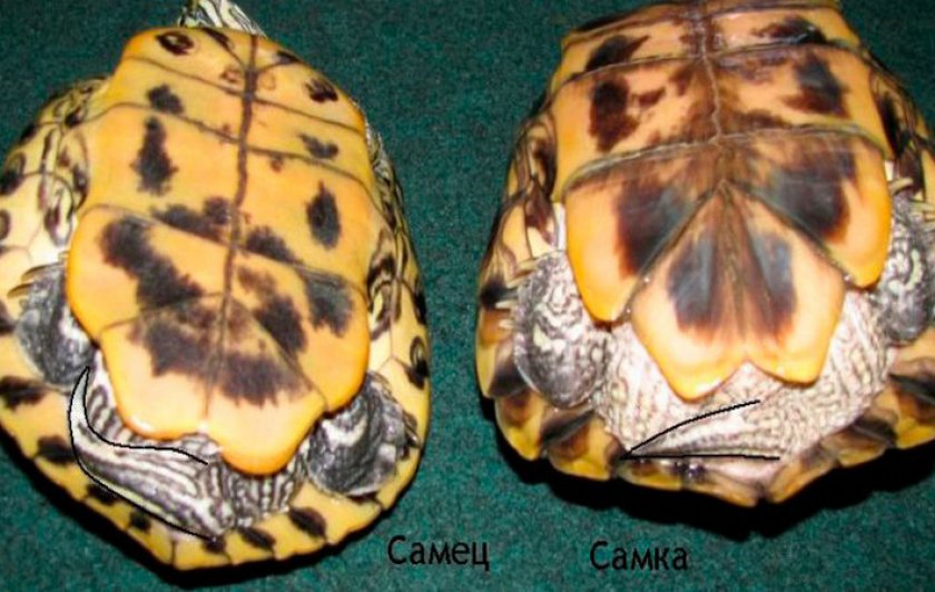 Красноухая черепаха как отличить. Пол красноухой черепахи. Самка красноухой черепахи. Красноухая черепаха самец и самка. Пол красноухих черепах.