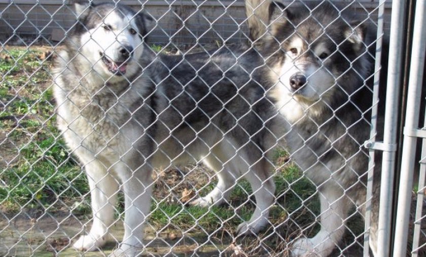 Маламуты в вольере