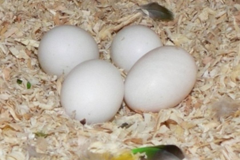 Оплодотворённые яйца