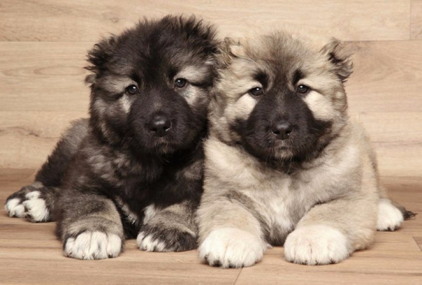 Щенки кавказской овчарки Щенки кавказской овчарки