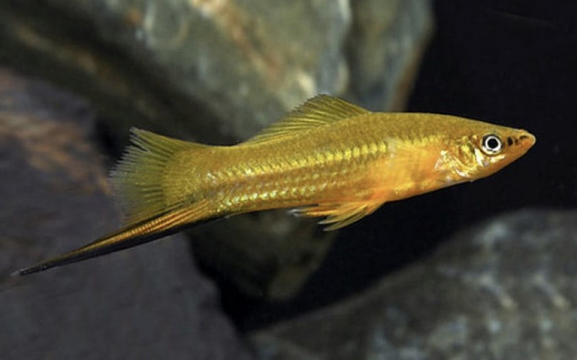 Лимонный меченосец