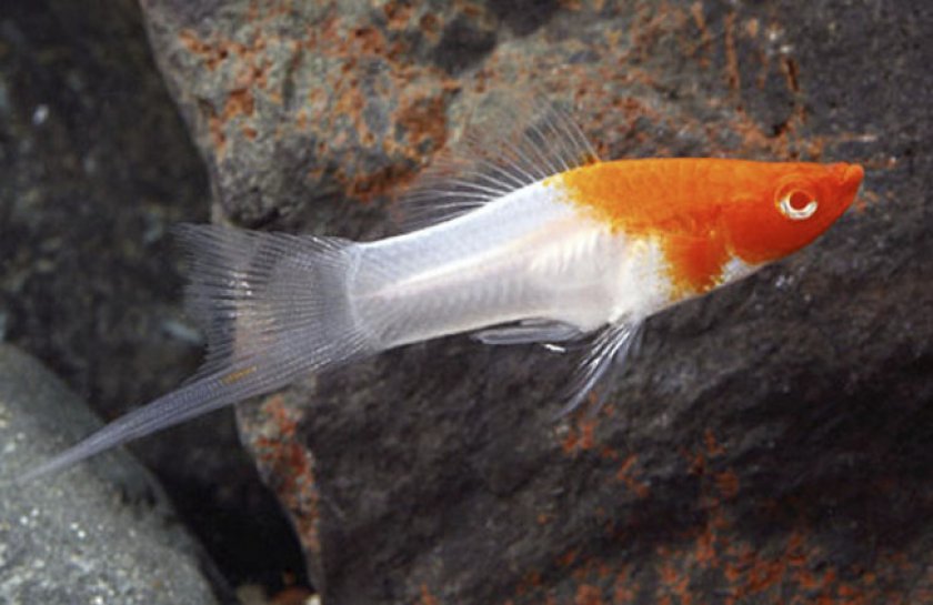 Болгарский белый меченосец