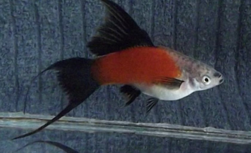 Меченосец ада