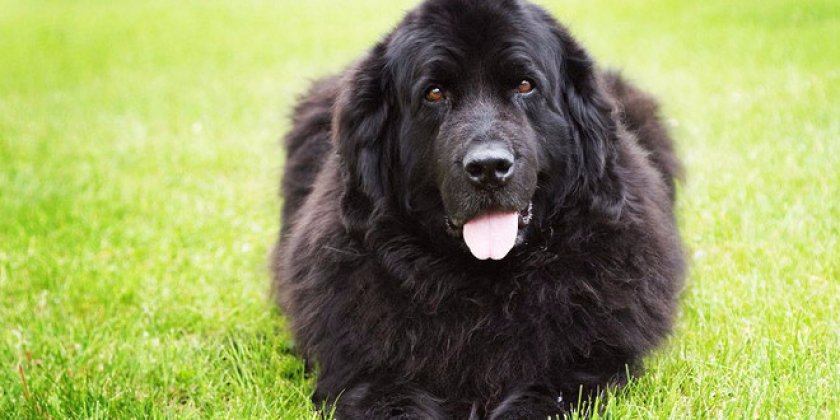 Ньюфаундленд (водолаз)