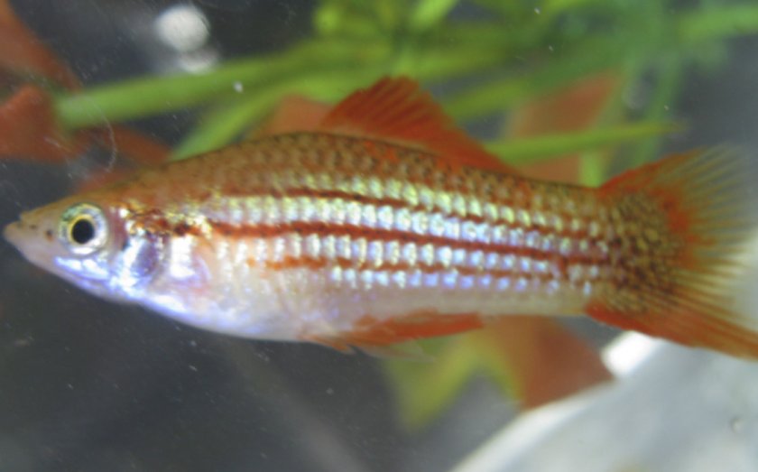 Радужный меченосец