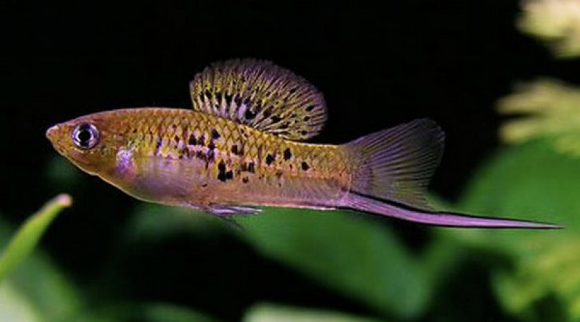 Горный меченосец