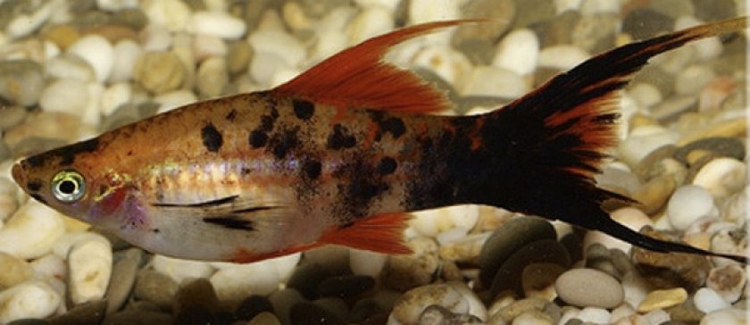 Красно-крапчатые тигровые меченосцы