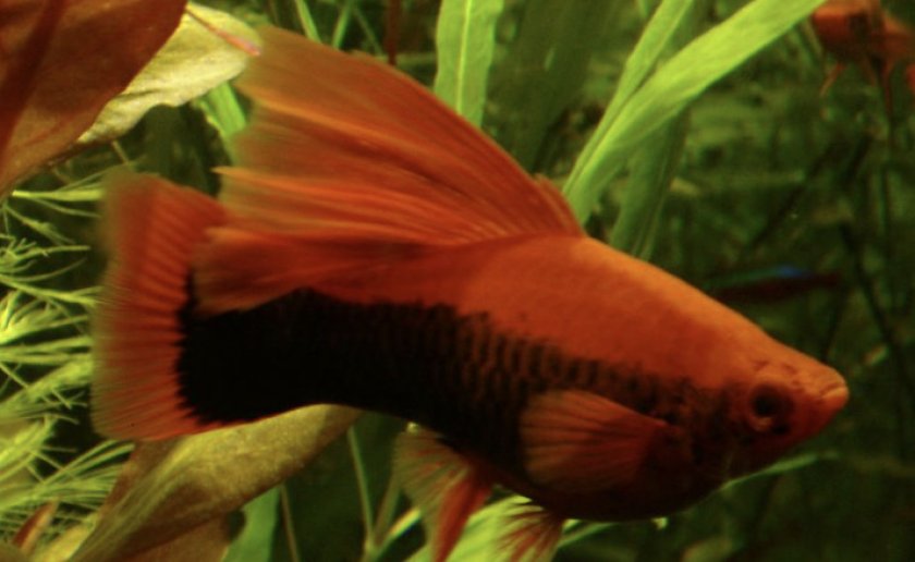 Кубинский меченосец