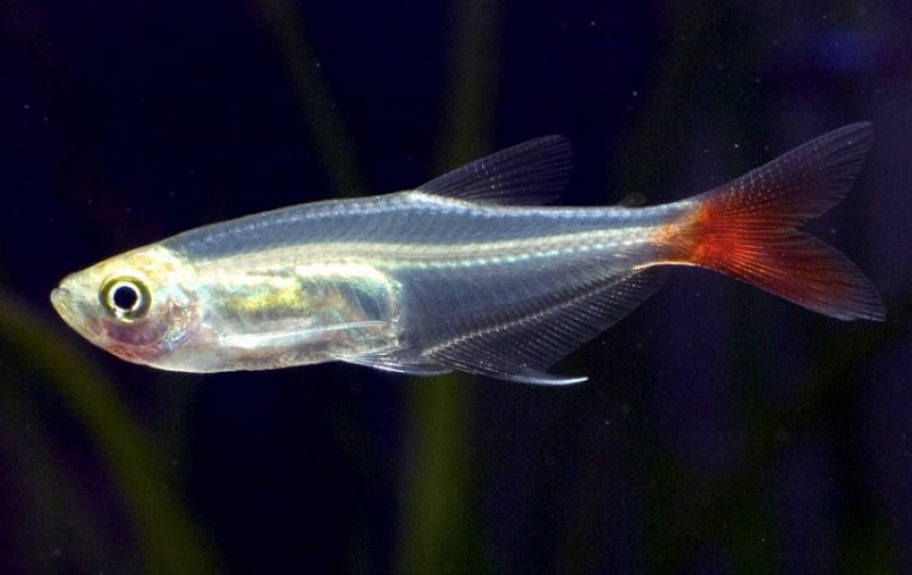 Тетра стеклянная