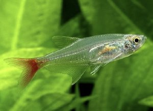 Тетра стеклянная