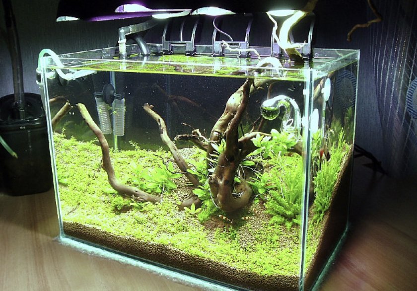 Аквариум для тетры