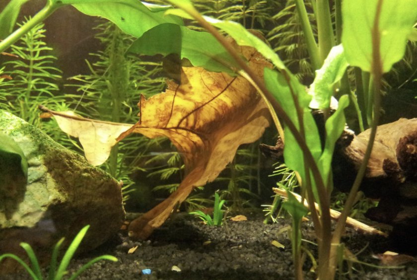 Листья дуба в аквариуме