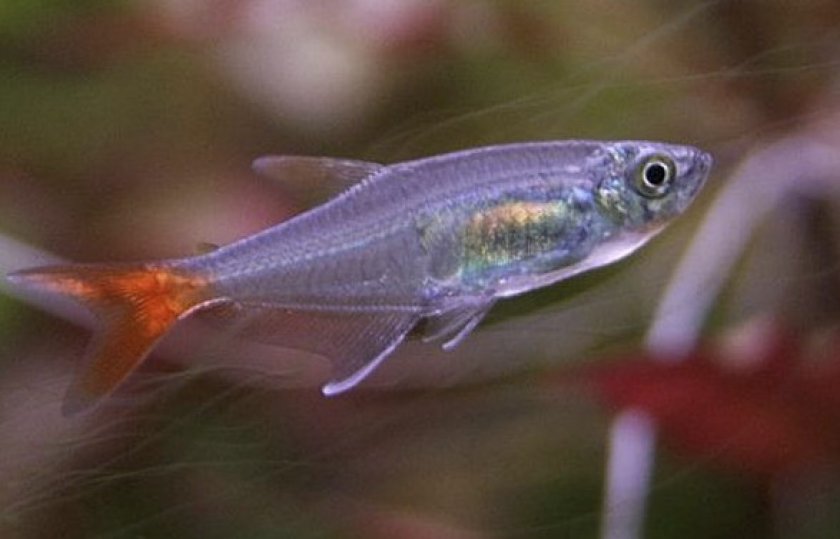 Стеклянная рыбка тетра