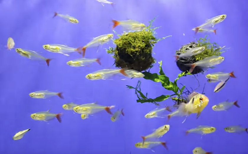 Стеклянные тетры