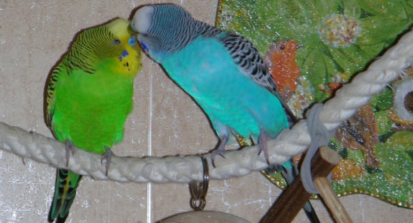 Качель для попугаев