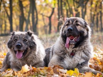 Уход и содержание кавказской овчарки: будьте уверены в своей безопасности